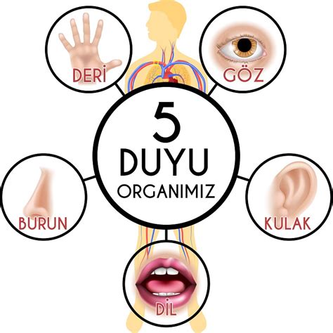 beş duyu organlarımız